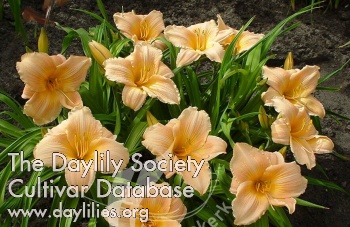 Daylily Bali Hai